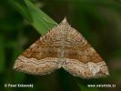 Vlnočárník sveřepový (Scotopteryx chenopodiata)