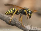 Vosík francouzský (Polistes gallicus)