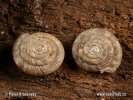 Vrásenka okrouhlá (Discus rotundatus)