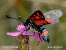 Vřetenuška čičorková (Zygaena ephialtes)