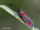 Vřetenuška ligrusová (Zygaena carniolica)