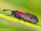 Vřetenuška štírovníková (Zygaena angelicae)