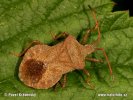 Vroubenka smrdutá (Coreus marginatus)