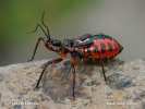 Zákeřnice červená (Rhynocoris iracundus)