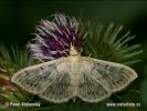 Zavíječ kopřivový (Pleuroptya ruralis)