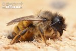 Zednice rezavá (Osmia rufa)