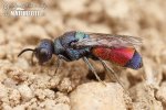 Zlatěnka skvostná (Chrysis splendidula)