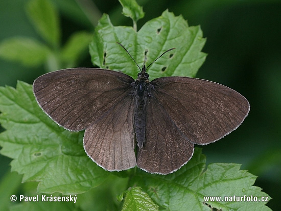 Očkáň obyčajný (Aphantopus hyperantus)