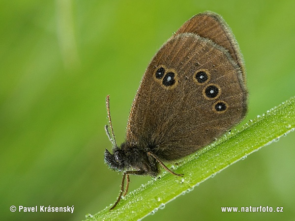 Očkáň obyčajný (Aphantopus hyperantus)