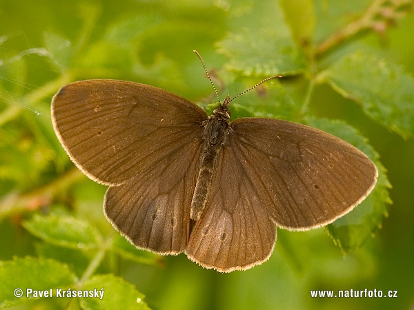 Očkáň obyčajný (Aphantopus hyperantus)