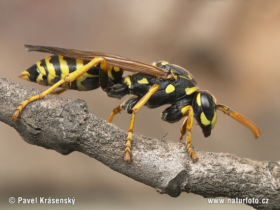 Osa dravá (Polistes gallicus)