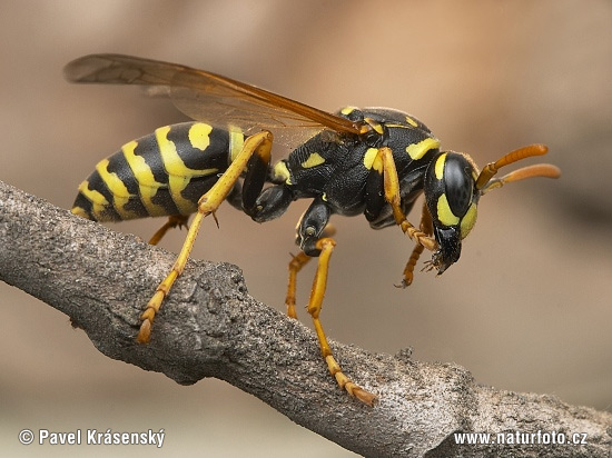 Osa dravá (Polistes gallicus)