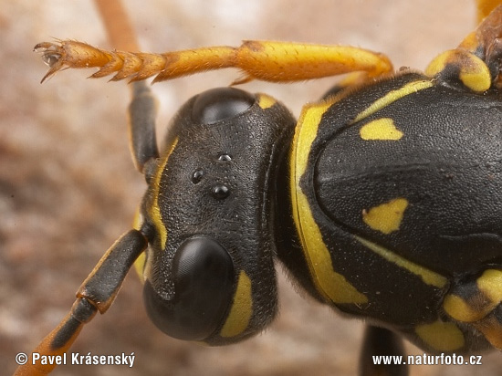 Osa dravá (Polistes gallicus)