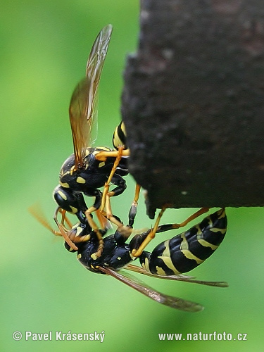 Osa dravá (Polistes gallicus)