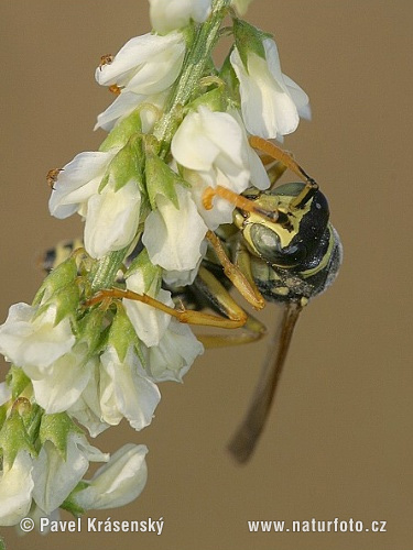 Osa dravá (Polistes gallicus)