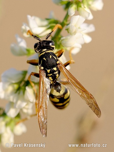 Osa dravá (Polistes gallicus)