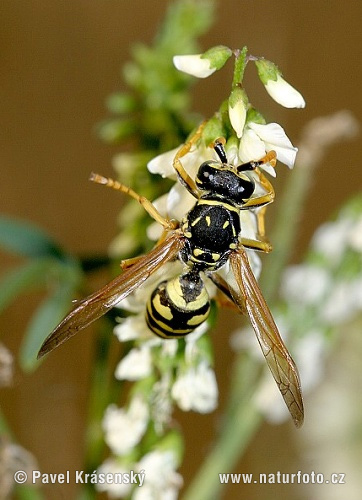 Osa dravá (Polistes gallicus)