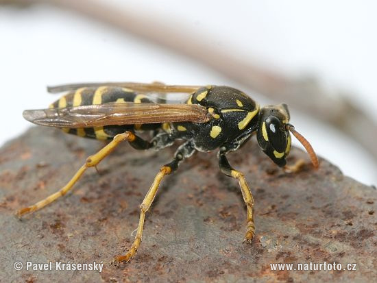 Osa dravá (Polistes gallicus)