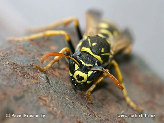 Osa dravá (Polistes gallicus)