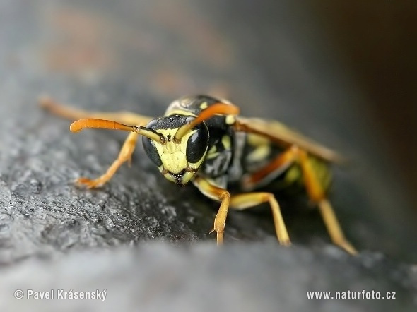 Osa dravá (Polistes gallicus)