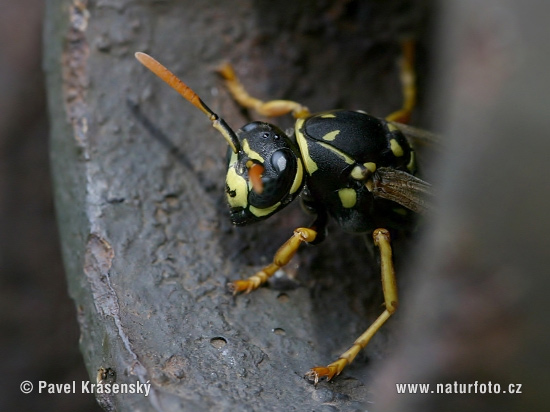 Osa dravá (Polistes gallicus)