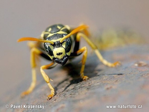 Osa dravá (Polistes gallicus)