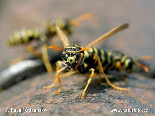 Osa dravá (Polistes gallicus)