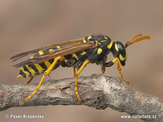 Osa dravá (Polistes gallicus)