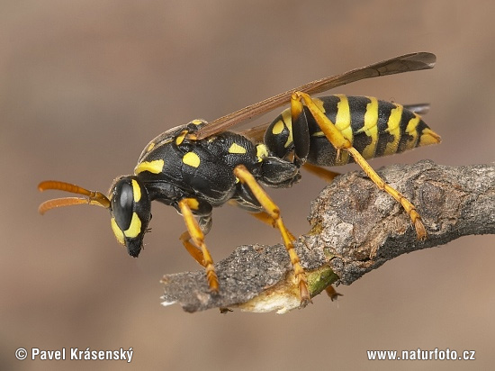 Osa dravá (Polistes gallicus)