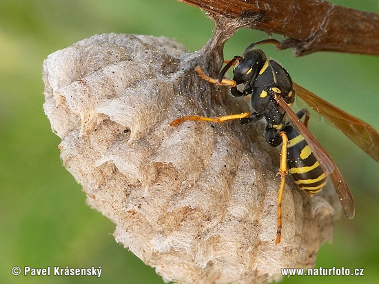 Osa dravá (Polistes gallicus)