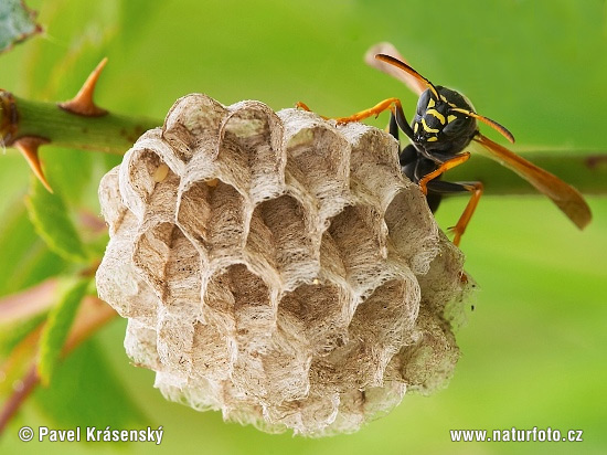 Osa dravá (Polistes gallicus)