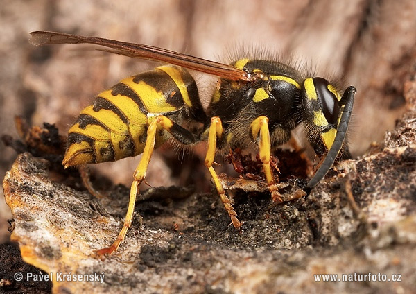 Osa obyčajná (Vespula vulgaris)