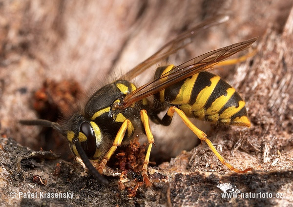 Osa obyčajná (Vespula vulgaris)