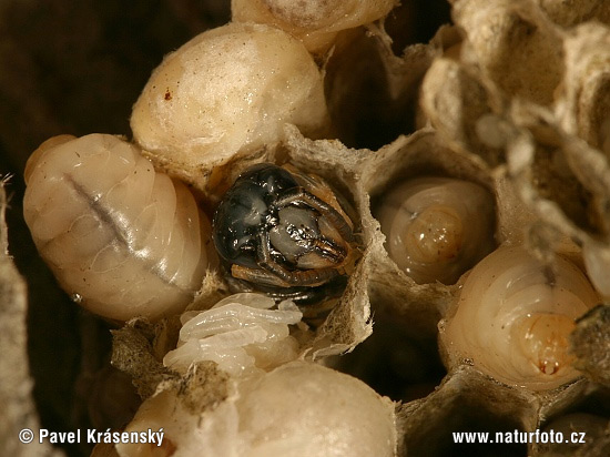 Osa obyčajná (Vespula vulgaris)