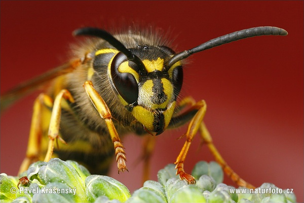 Osa obyčajná (Vespula vulgaris)