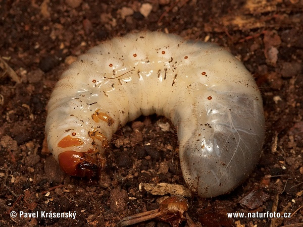 Páchník hnědý - larva (Osmoderma eremita)