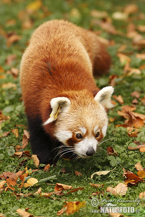 Panda červená (Ailurus fulgens)