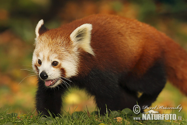 Panda červená (Ailurus fulgens)