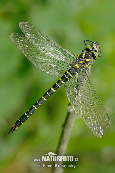 Pásikavec obyčajný (Cordulegaster boltonii)