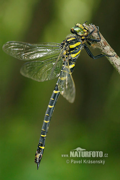 Pásikavec obyčajný (Cordulegaster boltonii)