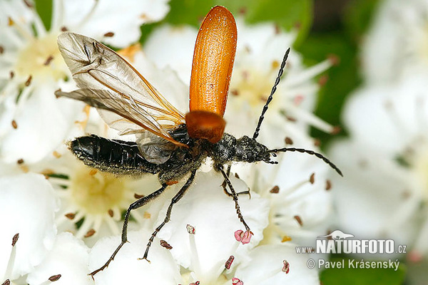 Peliar hlohový (Omophlus proteus)