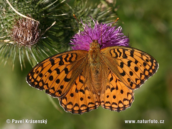 Perlovec veľký (Argynnis aglaja)