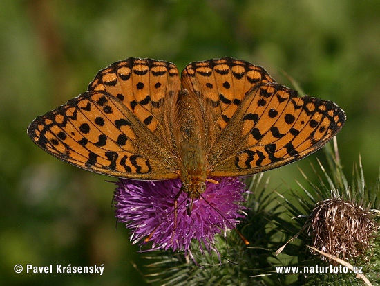 Perlovec veľký (Argynnis aglaja)