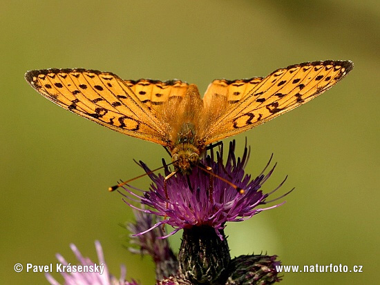 Perlovec veľký (Argynnis aglaja)