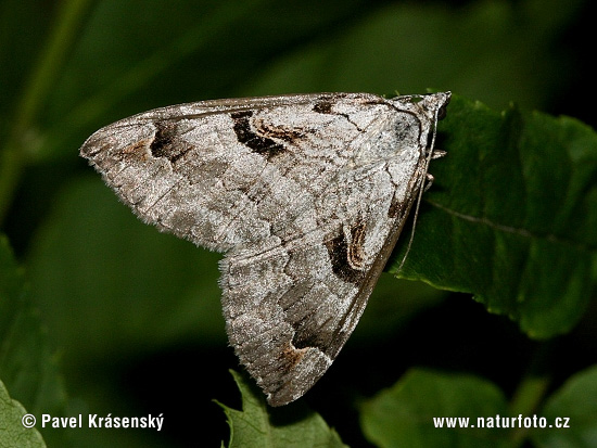 Piadivka ľubovníková (Aplocera praeformata)