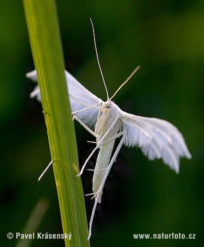 Pierkavec povojový (Pterophorus pentadactyla)