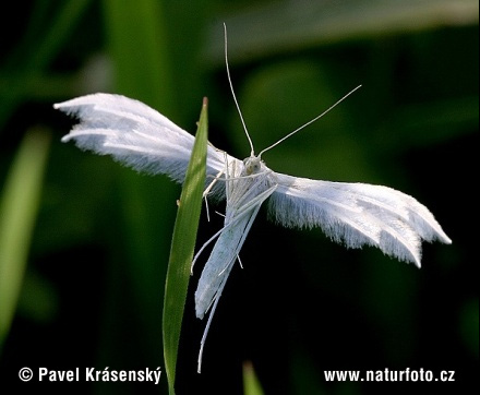 Pierkavec povojový (Pterophorus pentadactyla)