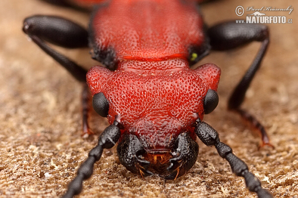 Plocháč červený (Cucujus cinnaberinus)