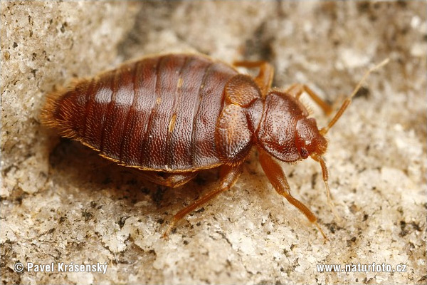 Ploštica (Cimex sp.)