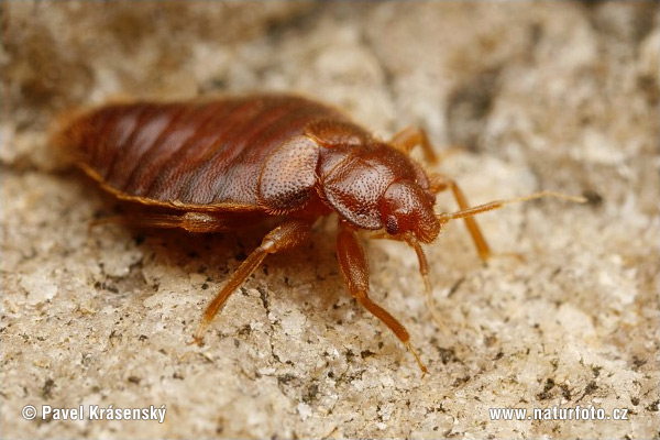 Ploštica (Cimex sp.)